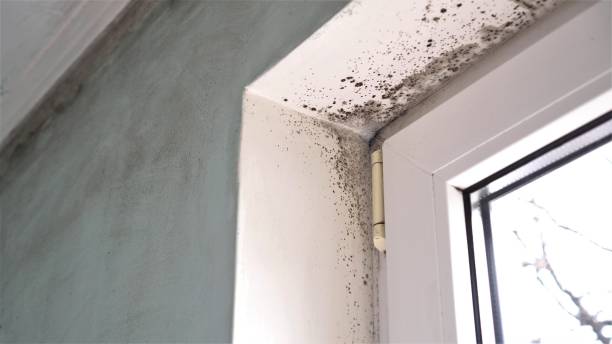 Best Mold Damage Repair  in Vley, AL