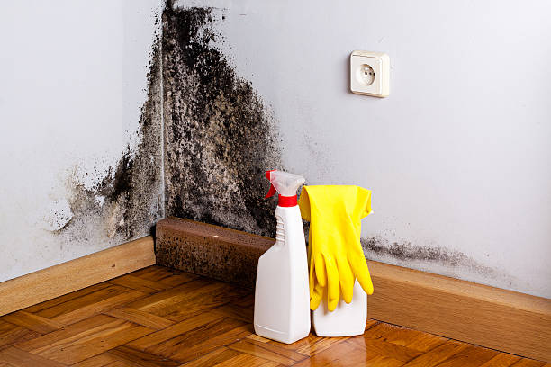 Best Mold Remediation Experts  in Vley, AL
