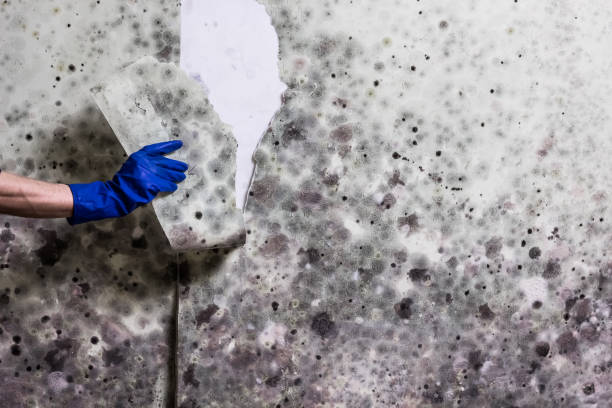 Best Mold Testing  in Vley, AL