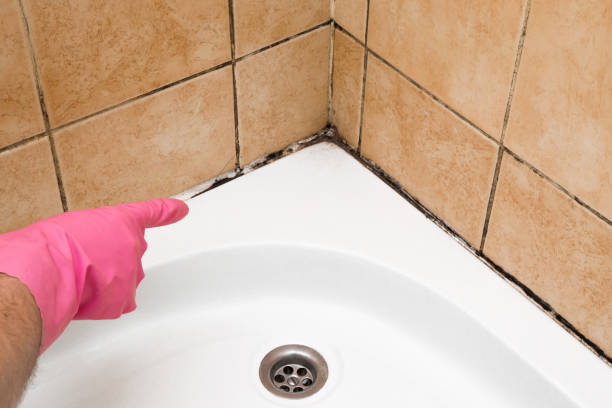 Best Black Mold Removal  in Vley, AL
