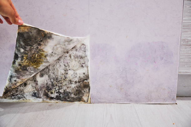 Best Home Mold Removal  in Vley, AL